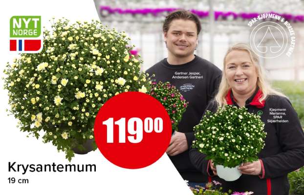 Krysantemum