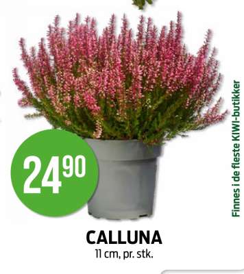 CALLUNA