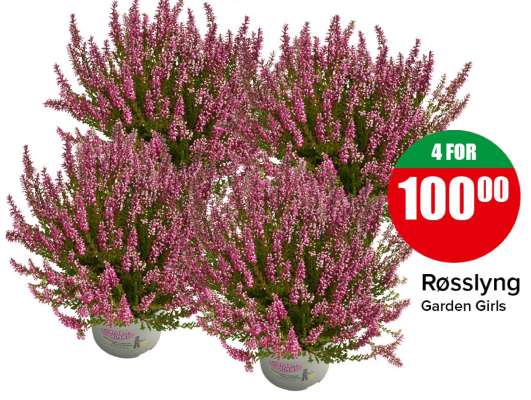 Røsslyng Garden Girls