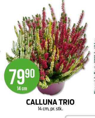 CALLUNA TRIO
