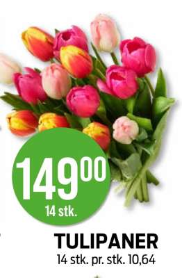 Tulipaner